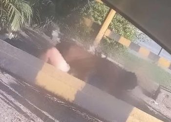 Volta Redonda – Guarda Municipal flagra casal fazendo sexo ao ar livre