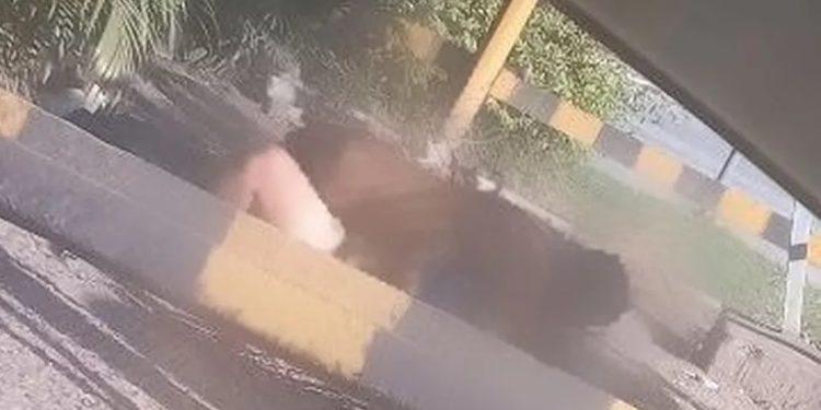 Volta Redonda – Guarda Municipal flagra casal fazendo sexo ao ar livre