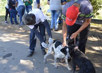 Resende vacina cães e gatos contra a raiva