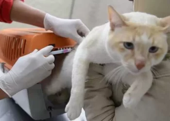 Distrito federal antecipa vacinação antirrábica