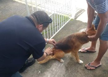 Quatis realiza campanha antirrábica