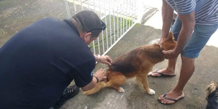 Quatis realiza campanha antirrábica