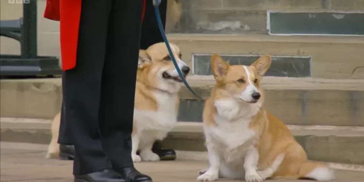 Preço de cachorros da raça Corgis bate recorde depois da morte da rainha Elizabeth II