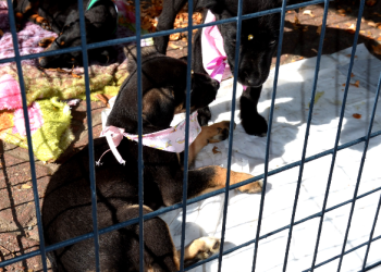 RESENDE REALIZA FEIRA DE ADOÇÃO DE CÃES E GATOS NESTE DOMINGO