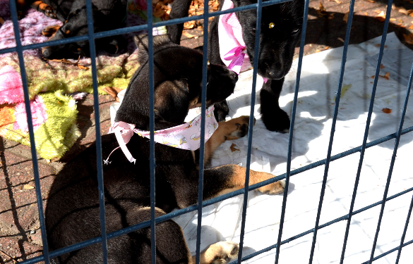RESENDE REALIZA FEIRA DE ADOÇÃO DE CÃES E GATOS NESTE DOMINGO