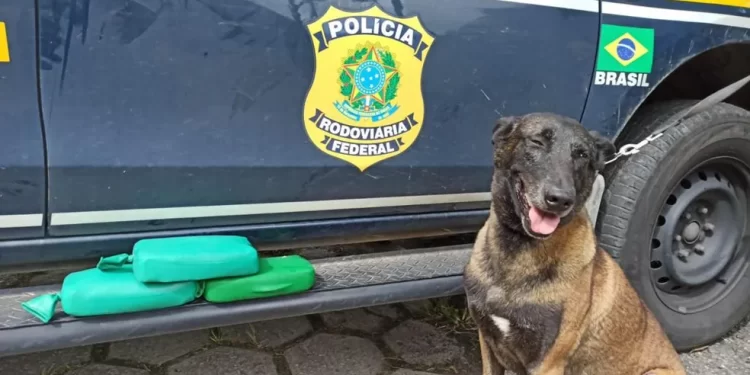 HOMEM É PRESO NA DUTRA COM COCAÍNA NO TRAVESSEIRO