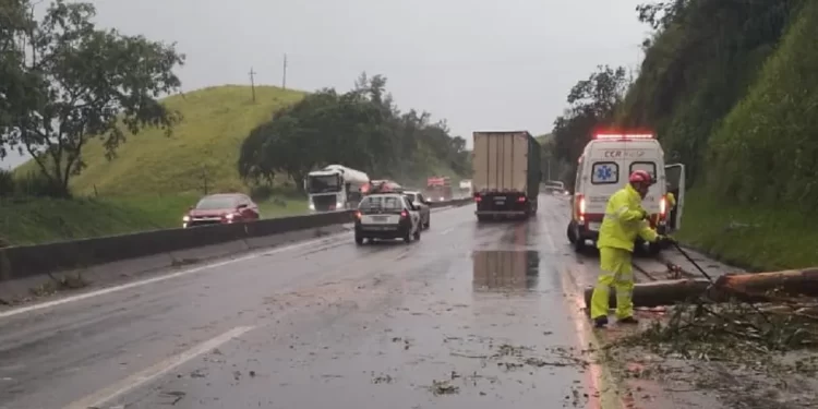 VIA DUTRA É FECHADA DEVIDO A QUEDA DE ÁRVORE