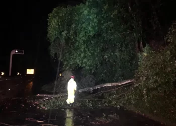QUEDA DE ARVORA INTEDITA PISTA DE DESCIDA DA SERRA DAS ARARAS