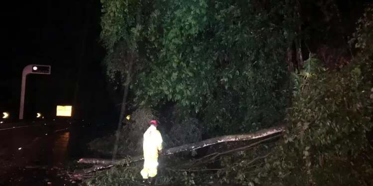 QUEDA DE ARVORA INTEDITA PISTA DE DESCIDA DA SERRA DAS ARARAS