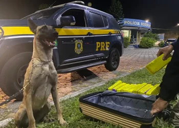 MULHER É PRESA TRANSPORTANDO QUASE 8 KG DE MACONHA EM ÔNIBUS NA VIA DUTRA, EM PIRAÍ