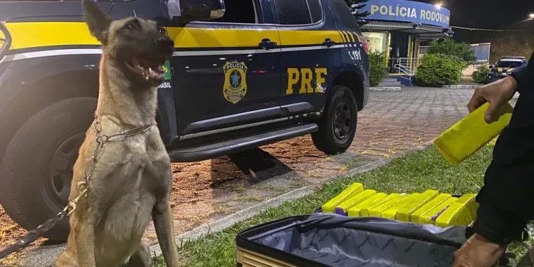 MULHER É PRESA TRANSPORTANDO QUASE 8 KG DE MACONHA EM ÔNIBUS NA VIA DUTRA, EM PIRAÍ